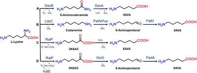 A High-Efficiency Artificial Synthetic Pathway for 5-Aminovalerate Production From Biobased L-Lysine in Escherichia coli